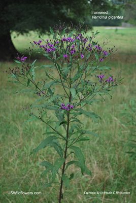 Vernonia gigantea