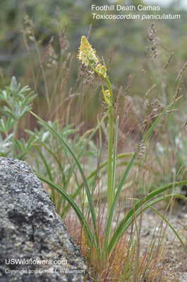 Toxicoscordion paniculatum