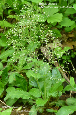 Micranthes micranthidifolia