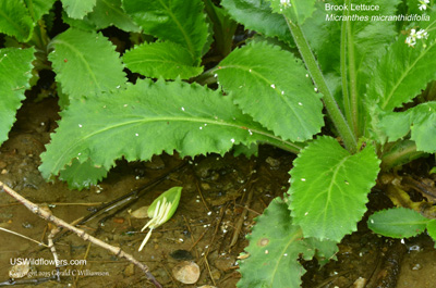 Micranthes micranthidifolia