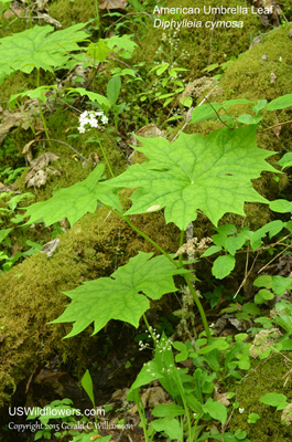 Diphylleia cymosa