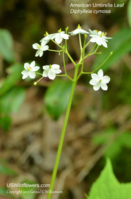 Diphylleia cymosa