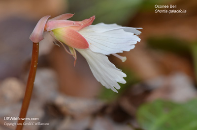 Shortia galacifolia