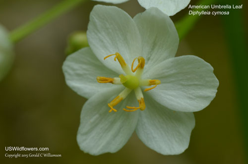 Diphylleia cymosa