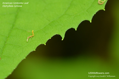 Diphylleia cymosa