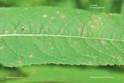 Vernonia gigantea