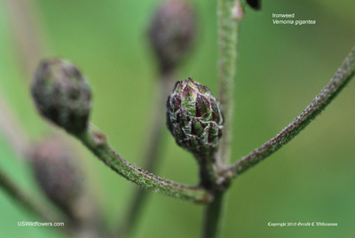 Vernonia gigantea