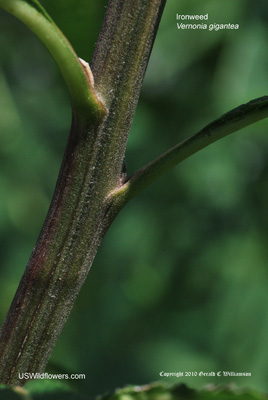 Vernonia gigantea