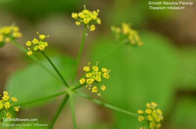 Thaspium trifoliatum