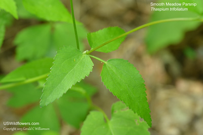 Thaspium trifoliatum