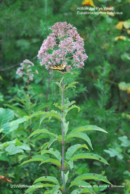 Eutrochium fistulosum