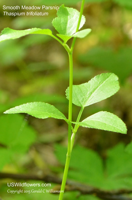 Thaspium trifoliatum