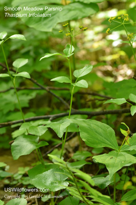 Thaspium trifoliatum