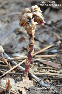 Monotropsis odorata