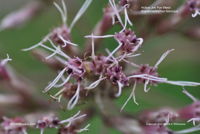 Eutrochium fistulosum