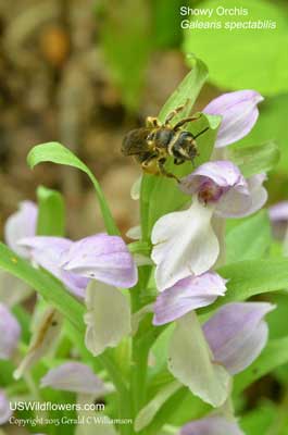 Galearis spectabilis