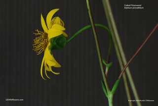 Silphium pinnatifidum