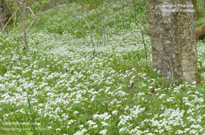 Phacelia fimbriata