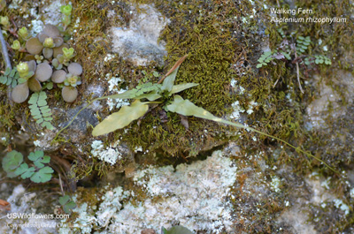 Asplenium rhizophyllum