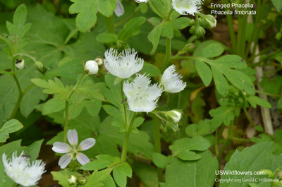 Phacelia fimbriata