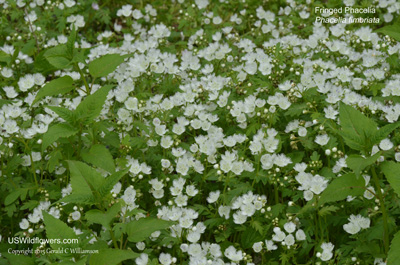 Phacelia fimbriata