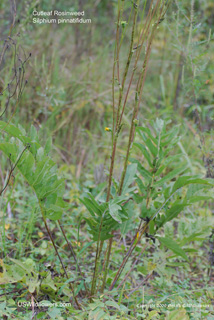 Silphium pinnatifidum