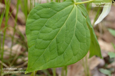 Trillium erectum