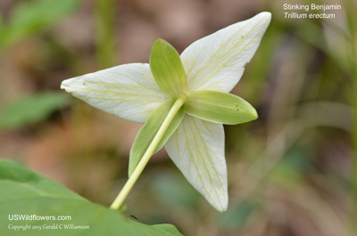 Trillium erectum