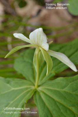 Trillium erectum