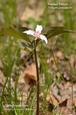 Trillium undulatum