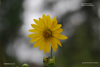 Silphium pinnatifidum