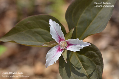 Trillium undulatum