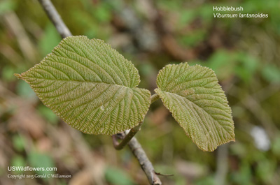 Viburnum lantanoides