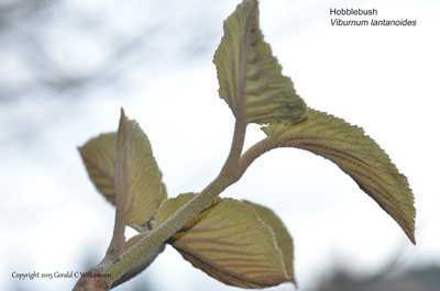 Viburnum lantanoides