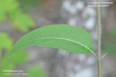 Silphium brachiatum