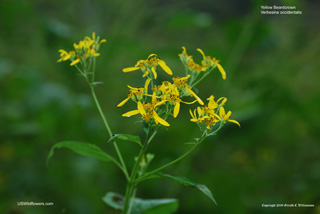 Verbesina occidentalis