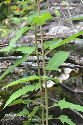 Silphium brachiatum