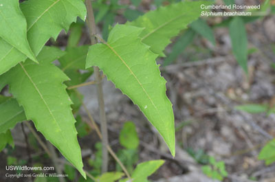 Silphium brachiatum