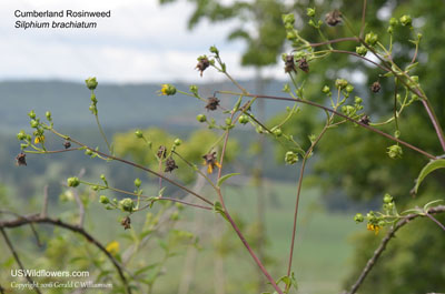 Silphium brachiatum