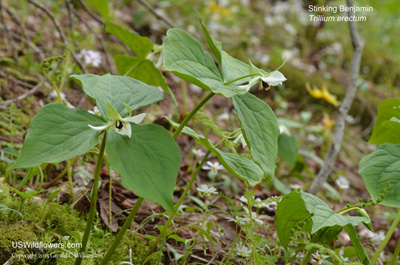 Trillium erectum