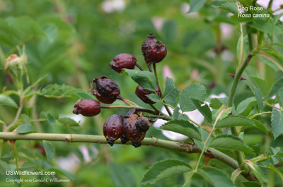 Rosa canina