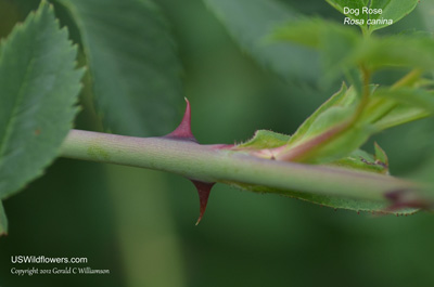 Rosa canina