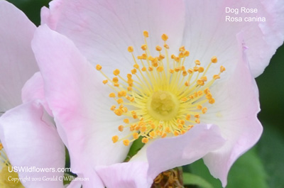 Rosa canina