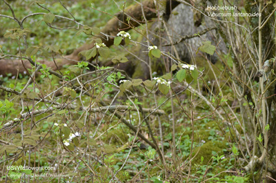 Viburnum lantanoides