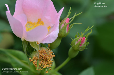 Rosa canina