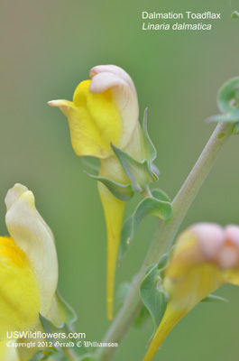 Linaria dalmatica