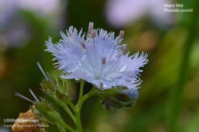 Phacelia purshii