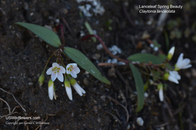 Claytonia lanceolata