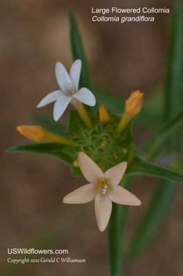 Collomia grandiflora