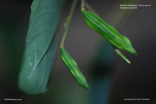 Impatiens capensis